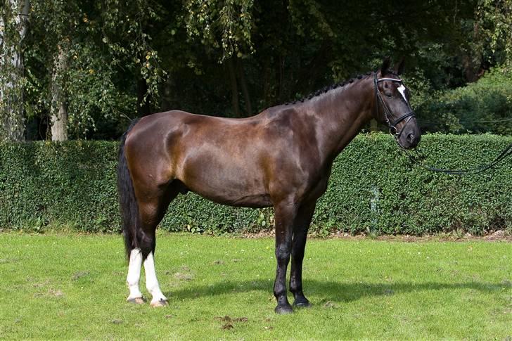 Oldenborg Kyllingegårdens Bubber - Bubber til SHD 2008 - fik 7 billede 15