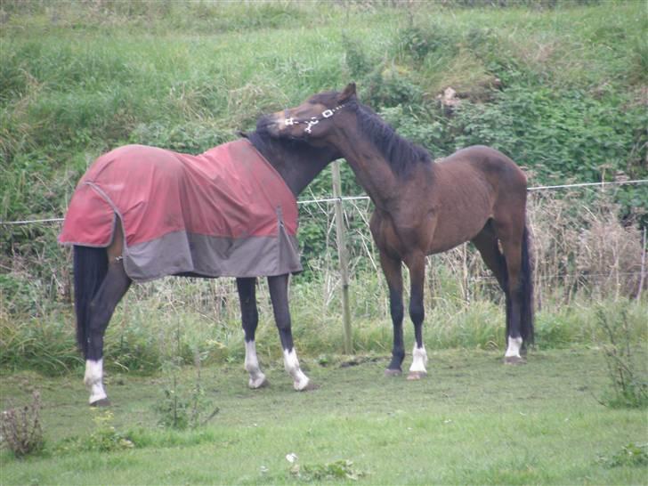 Dansk Varmblod Fisen billede 9