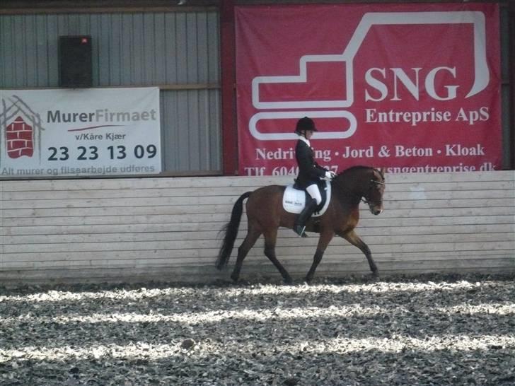 New Forest Kantje's Thierry A-pony - Gribskov rideklub. PRT d. 18/4-09 billede 13