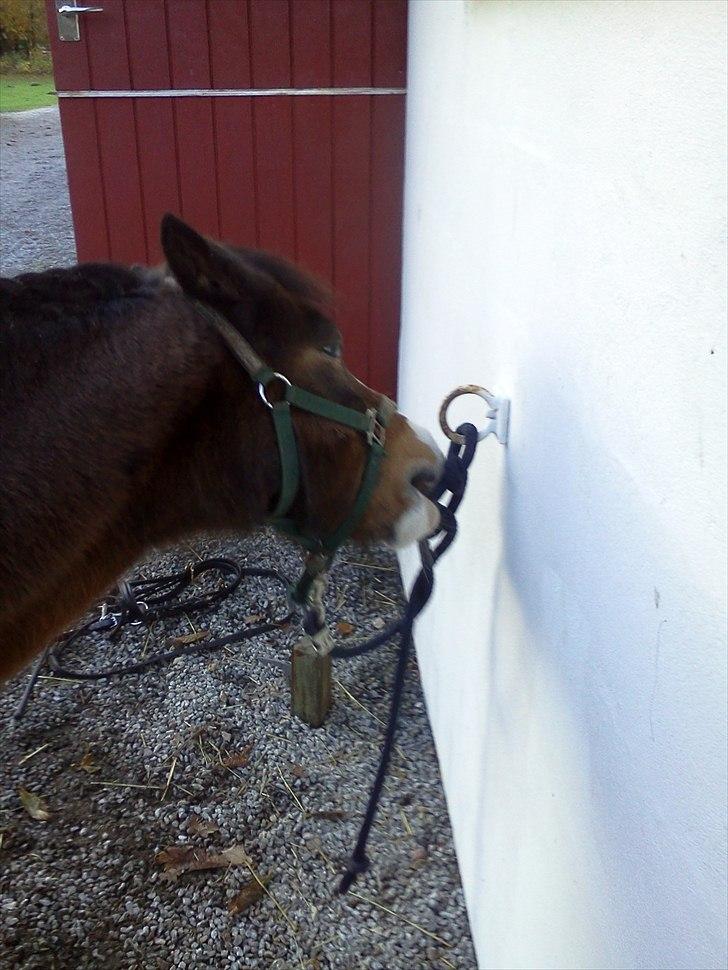 Anden særlig race Figaro - Figaro<3<3 Taget af mig(; Billed 5* billede 5