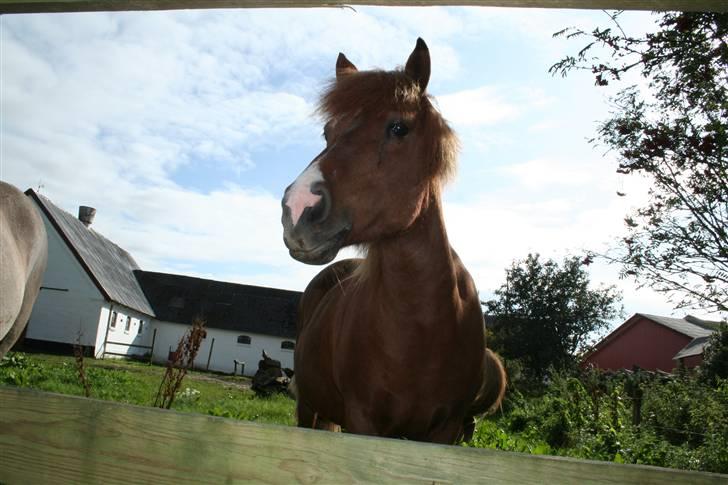 Islænder Jófrid fra GL.essenrup. - velkommen til min profil:) mit navn er som sagt jófrid. håber i kan lidt mine billede. jeg vil blive meget glad for en bedømelse og kommetar:) god fornøjelse. billede 1