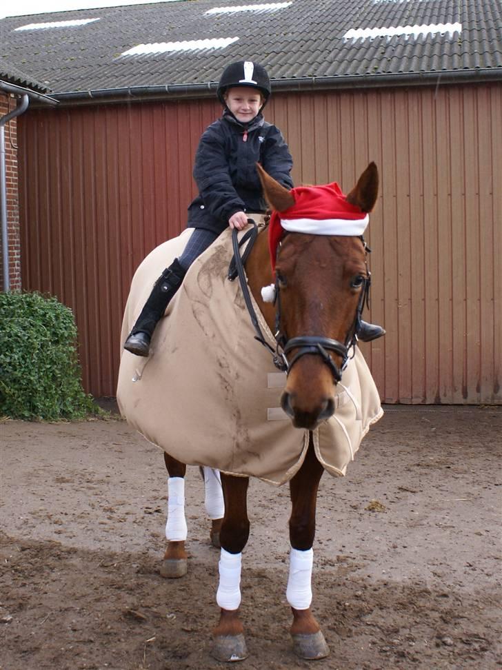 Palomino Tequila Sunrise ( x part) - Min grandkusine oppe på hende til vores julestævne...:-) billede 1