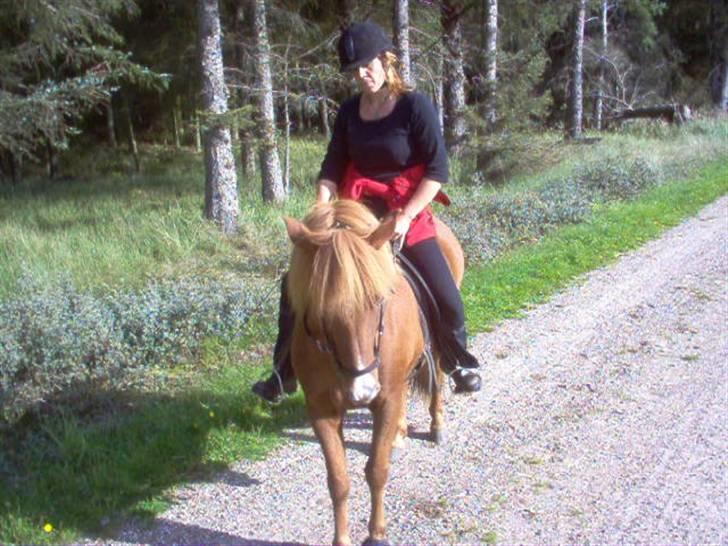 Islænder Jófrid fra GL.essenrup. billede 2