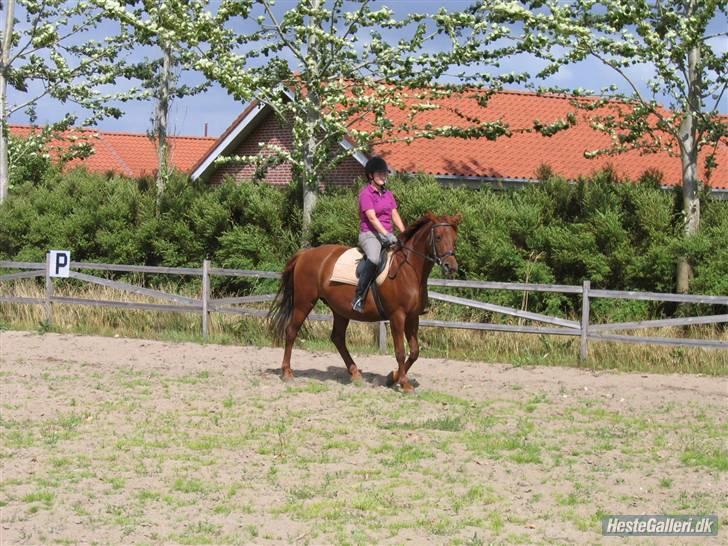 Palomino Tequila Sunrise ( x part) - Aller første gang jeg red hende billede 2