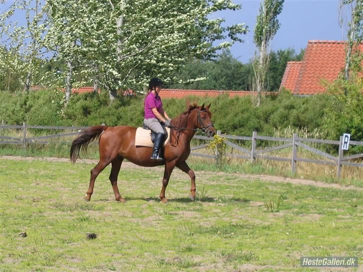 Palomino Tequila Sunrise ( x part) - Aller første gang jeg red hende billede 3