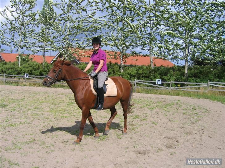 Palomino Tequila Sunrise ( x part) - Aller første gang jeg red hende billede 4