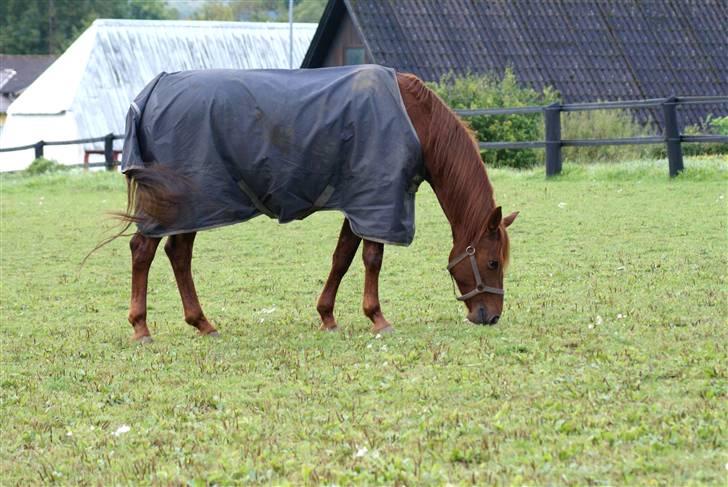 Palomino Tequila Sunrise ( x part) billede 5