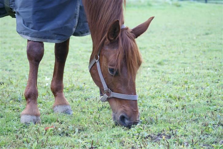 Palomino Tequila Sunrise ( x part) billede 6