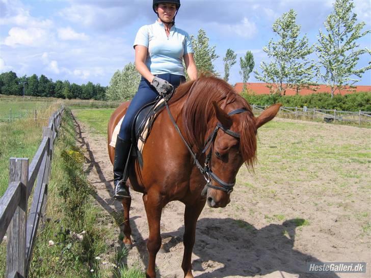 Palomino Tequila Sunrise ( x part) - Min veninde Thea lige oppe og prøve hende den dag jeg var ude og se hende for første gang...  billede 7