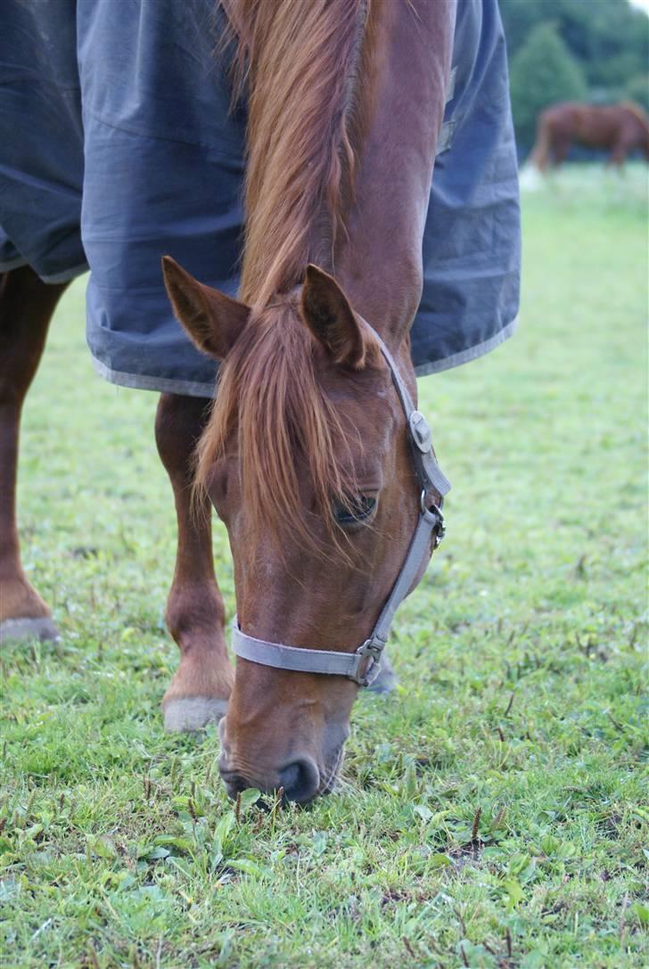 Palomino Tequila Sunrise ( x part) billede 8