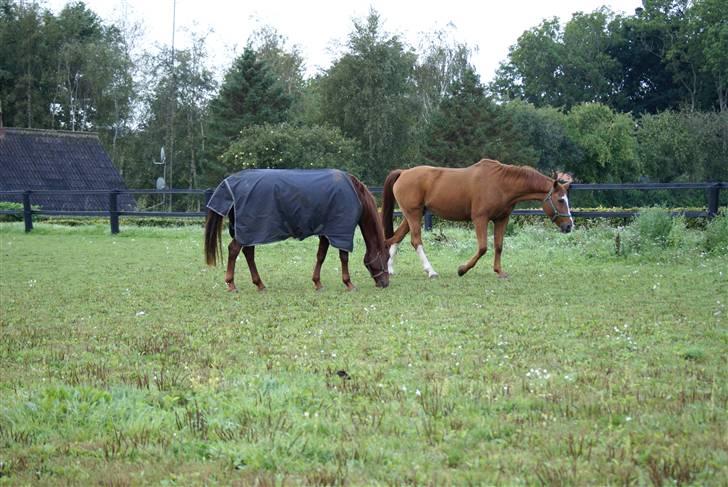 Palomino Tequila Sunrise ( x part) billede 9