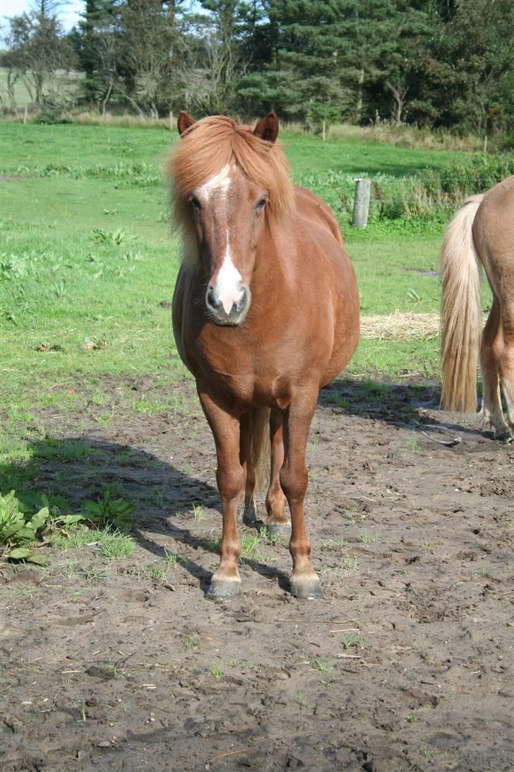 Islænder Jófrid fra GL.essenrup. billede 3