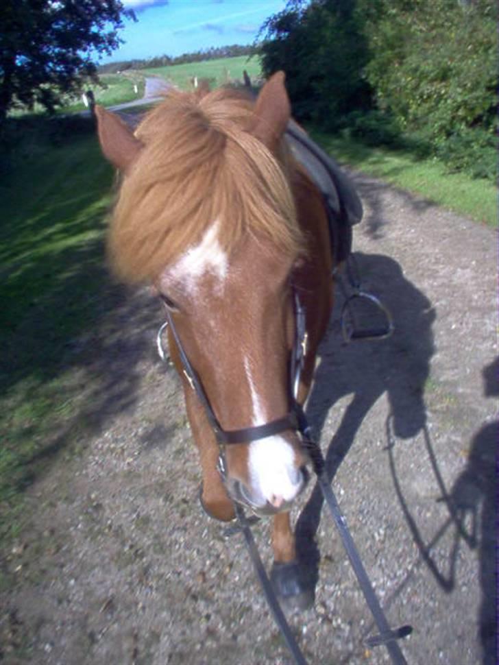 Islænder Jófrid fra GL.essenrup. billede 4