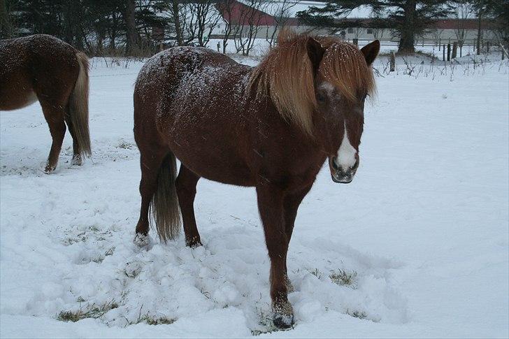Islænder Jófrid fra GL.essenrup. billede 5