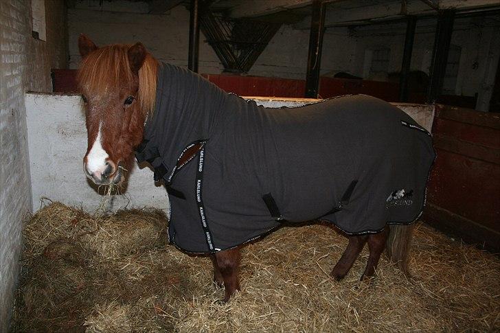 Islænder Jófrid fra GL.essenrup. - Nyt dækken med hals. julegave af mine søskende:) billede 6