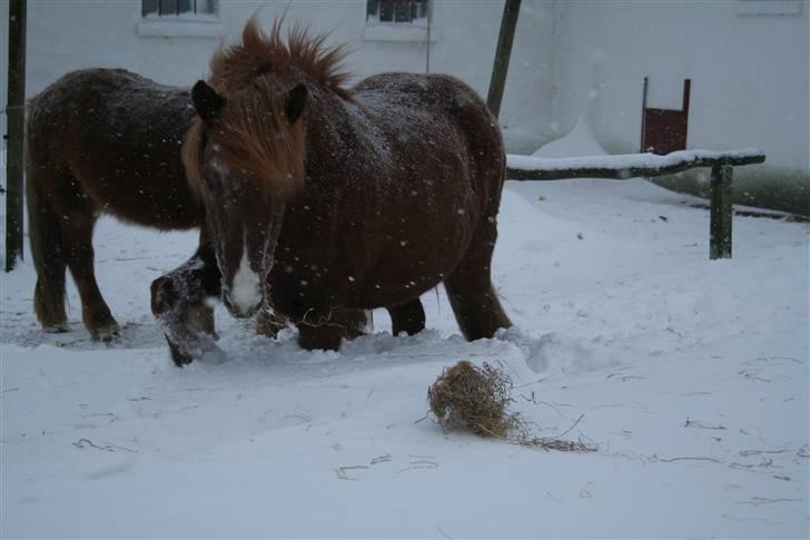 Islænder Jófrid fra GL.essenrup. billede 7