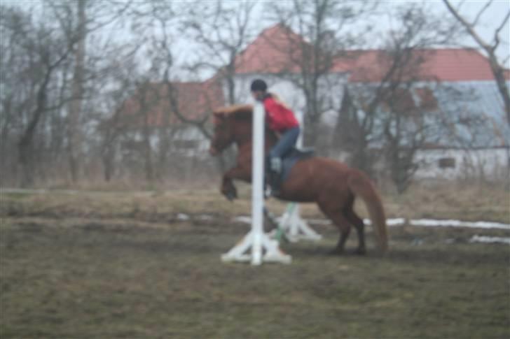 Islænder Jófrid fra GL.essenrup. - Spring; rytter Emma Heilesen:P billede 8