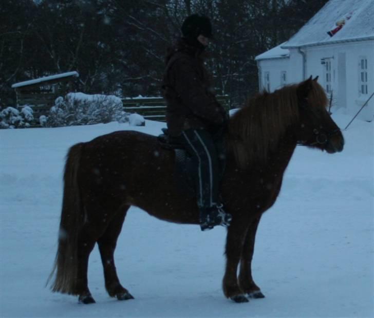 Islænder Jófrid fra GL.essenrup. billede 9