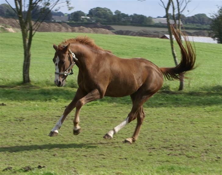 DSP ahorns suprime billede 17