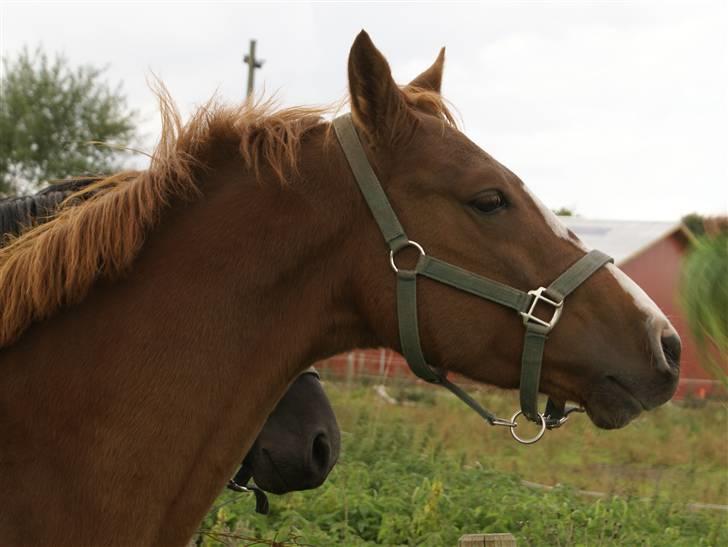 DSP ahorns suprime billede 19