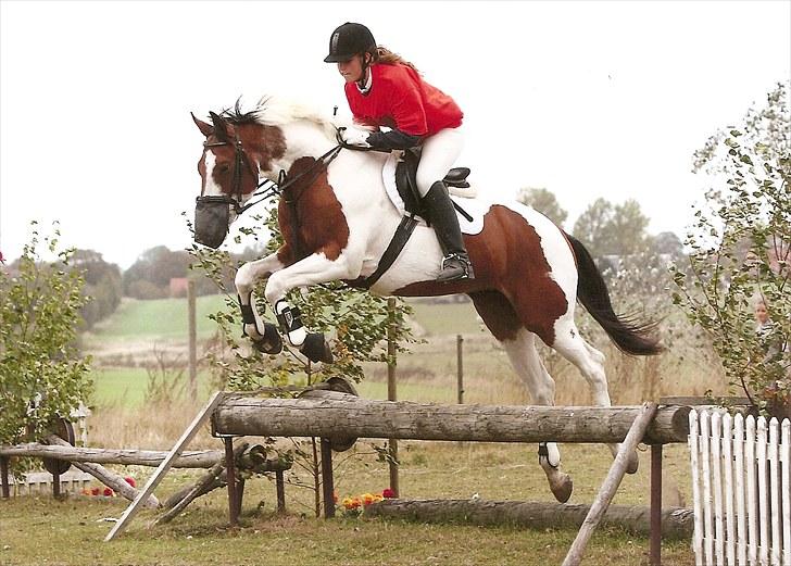 Pinto Falkenhus´s Vivaldi <3  - Terrænspringning på FAK.. Foto: AllansFoto.dk billede 19