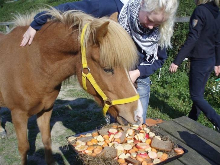 Islænder Assa fra Himlingøje - uhhm.. lækkert ! Assa spiser lagkage :) billede 16
