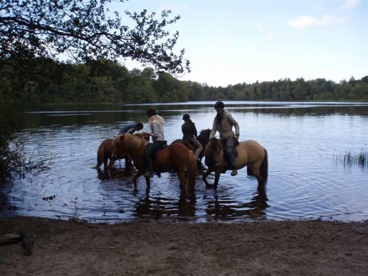 Islænder Assa fra Himlingøje - Gribsø badning . Assa´s første svømmetur. billede 17