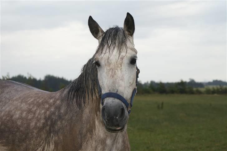 New Forest Rødtjørns Shakira billede 1