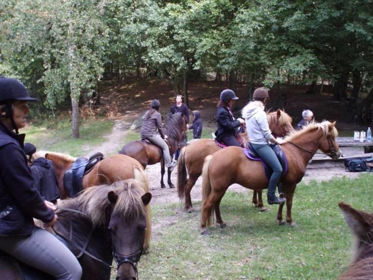 Islænder Assa fra Himlingøje - Stor turen på Perla´s fødselsdag. billede 18
