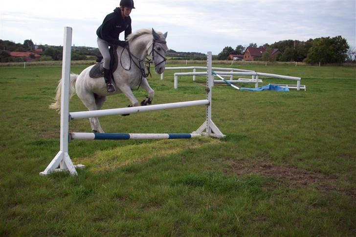 Anden særlig race Simone  - 2¤ billede 2