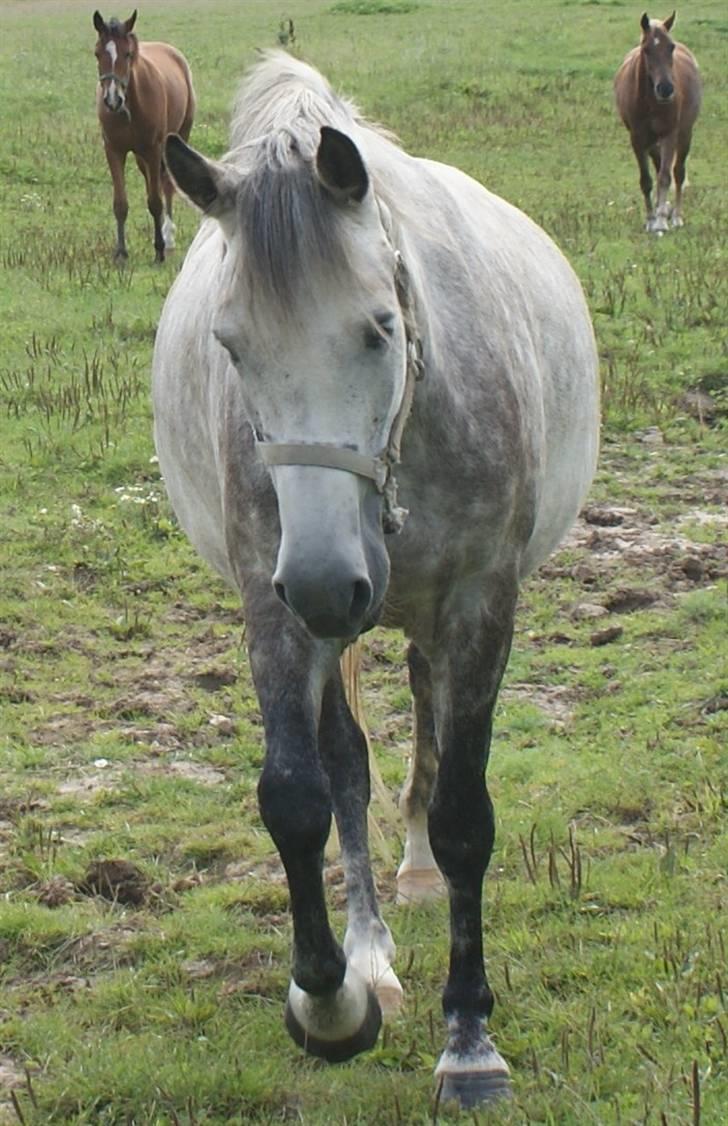 New Forest Rødtjørns Shakira billede 10