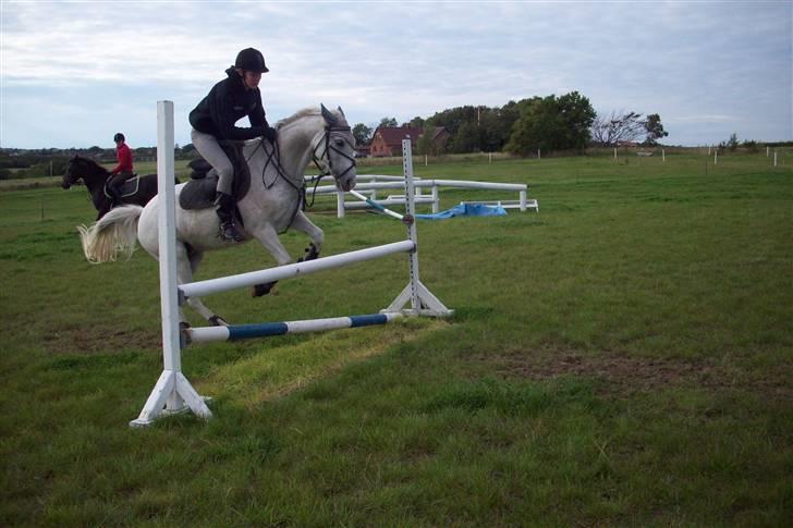 Anden særlig race Simone  - 3¤ billede 3