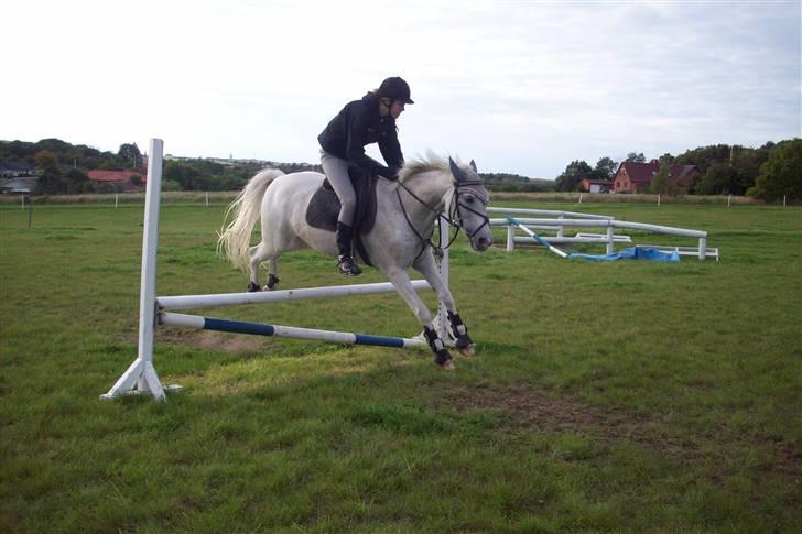 Anden særlig race Simone  - 4¤ billede 4