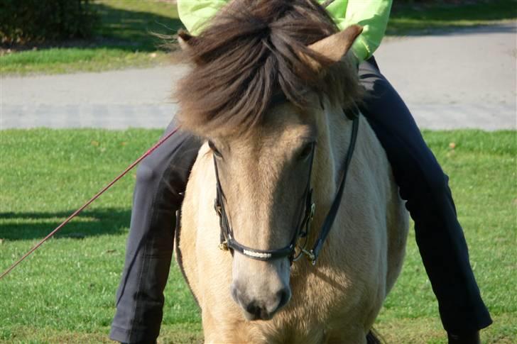Islænder sóley fra Dalgård billede 6