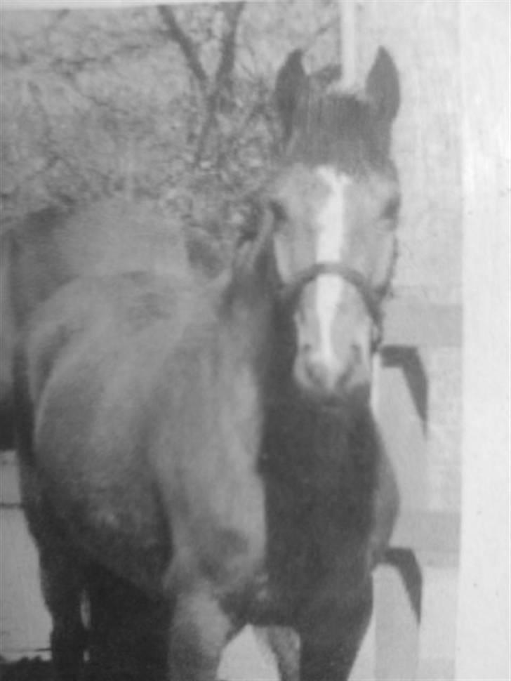 Anden særlig race ivanhoe - min drømmepony <3 billede 2