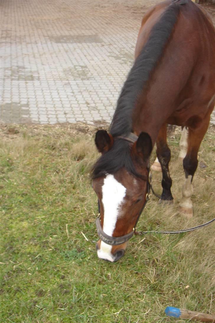 Hollandsk Varmblod Djuno/Lux :'( Aflivet :'( - Den dag djuno blev aflivet :´( billede 14