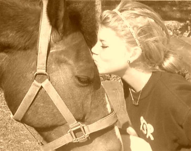 Anden særlig race ivanhoe - nok den alleraller mest madglade pony jeg nogensinde har mødt :b billede 4