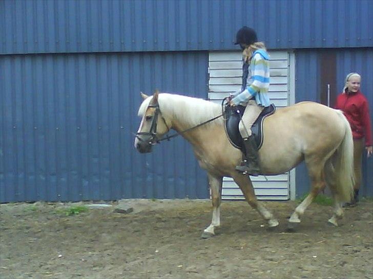 Haflinger Nette billede 8