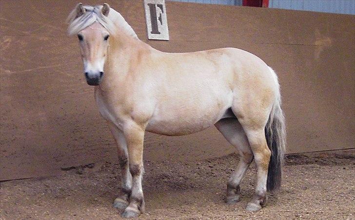 Fjordhest Musse - Bissen - Musser står lige under "F" - for Fjordhest, Super klog pony :O) billede 6