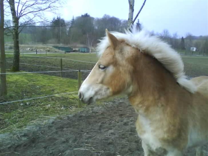 Haflinger Lo Enghøjgård billede 11