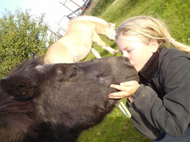 Shetlænder Diana - dejligt med en lille mysser:) billede 7