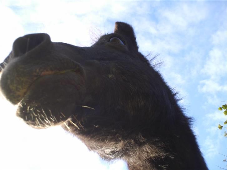 Shetlænder Diana - :)))))) billede 8