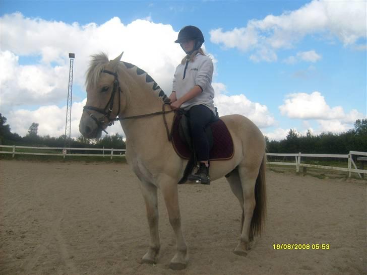 Fjordhest Rasull Nordly solgt - så smuk... billede 1