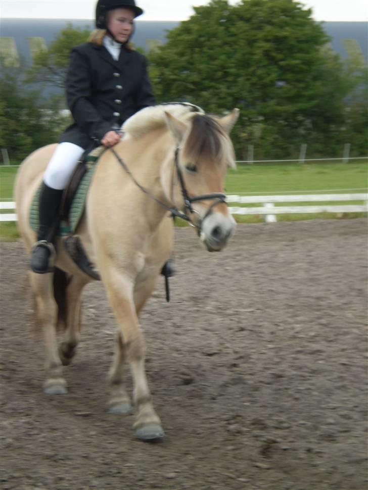 Fjordhest julie *NYT BILLED kig!! - stævne billede 17