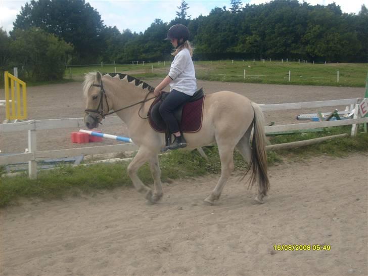 Fjordhest Rasull Nordly solgt - i skridt billede 2