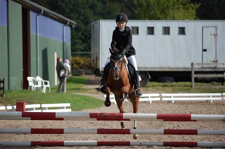 Anden særlig race Lighter <3 - 20# ***NYT*** Spring stæne den 21. på Stutsborg! <3 billede 20