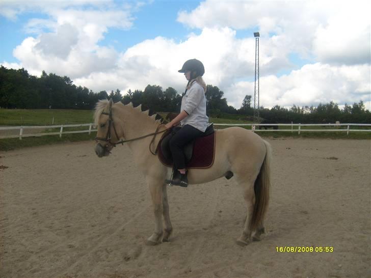 Fjordhest Rasull Nordly solgt - parade billede 3