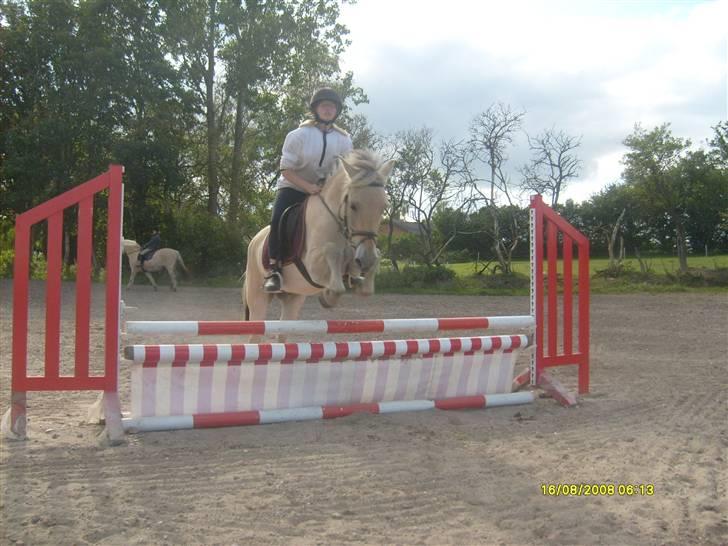 Fjordhest Rasull Nordly solgt - så dygtig.... billede 4