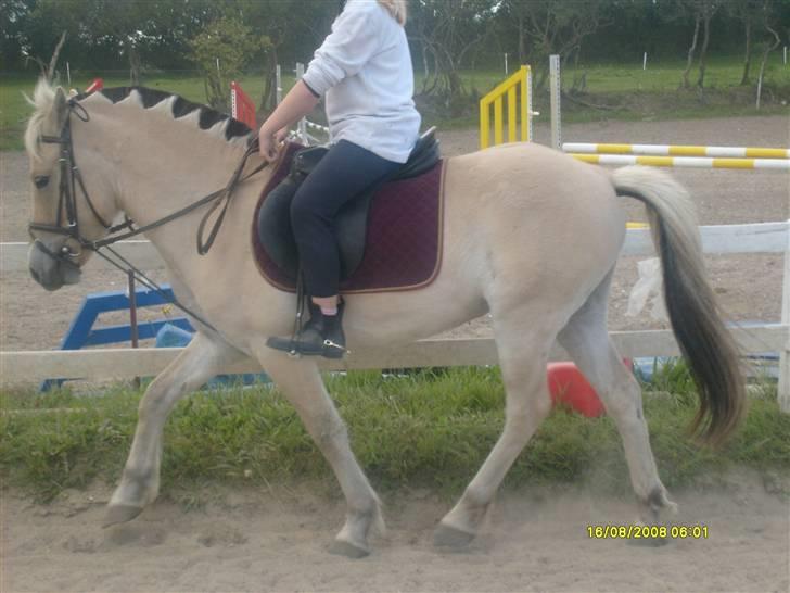 Fjordhest Rasull Nordly solgt - trav, men hov hvor er rytterens hovd? billede 5