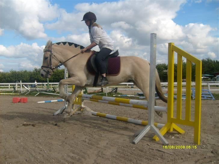 Fjordhest Rasull Nordly solgt - se hvor go´ jeg er... billede 6